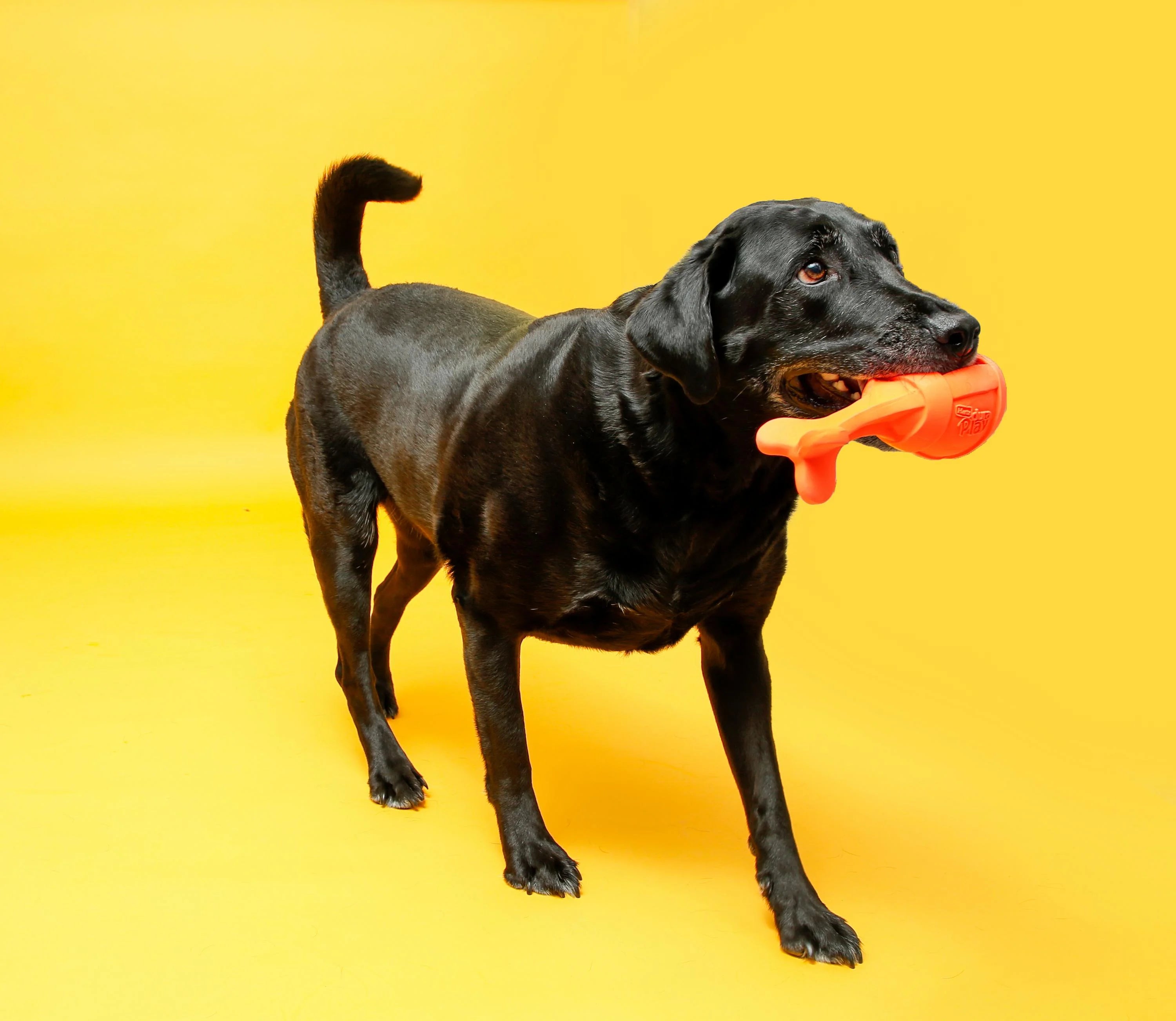 Dog Toy C267562
