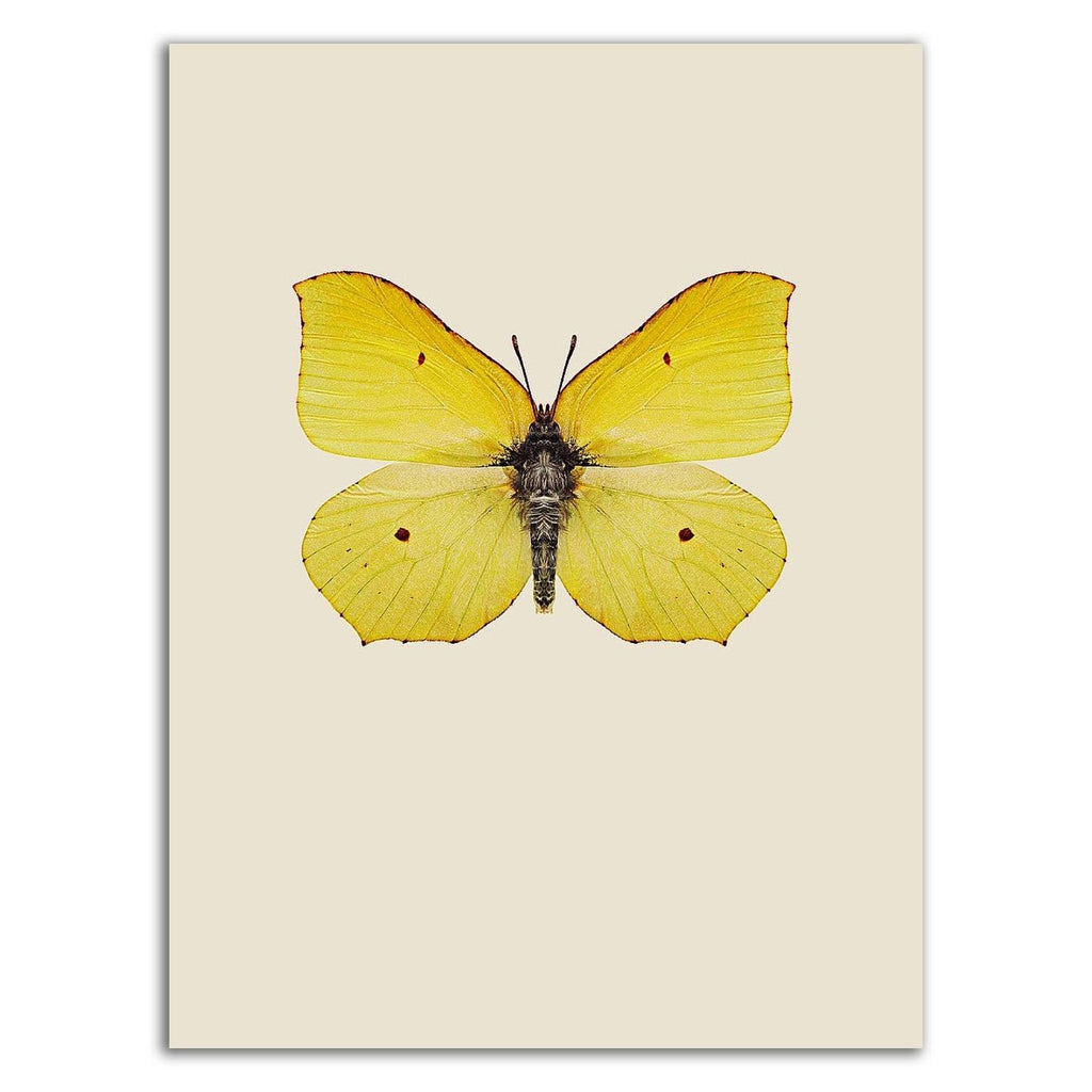 Print on Canvas D9926
