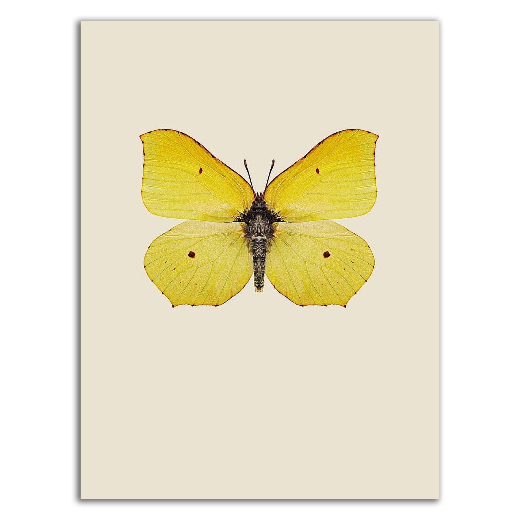 Print on Canvas D9926