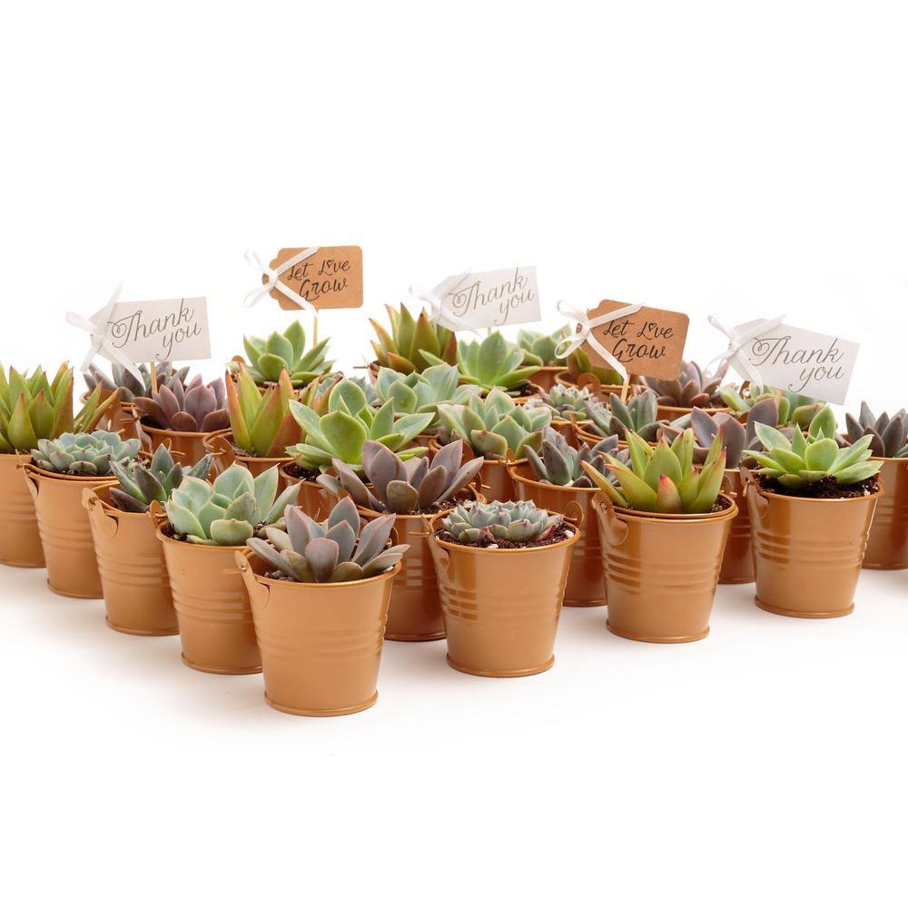 2 in. Rosette Succulents Plant with Metal Pails and Tags (100-Pack) T479090