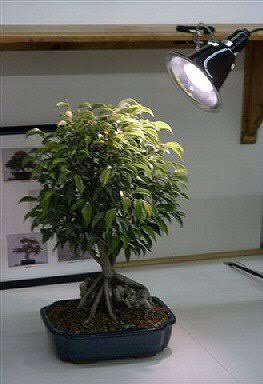 32W Fluorescent Grow Light Kit J1262