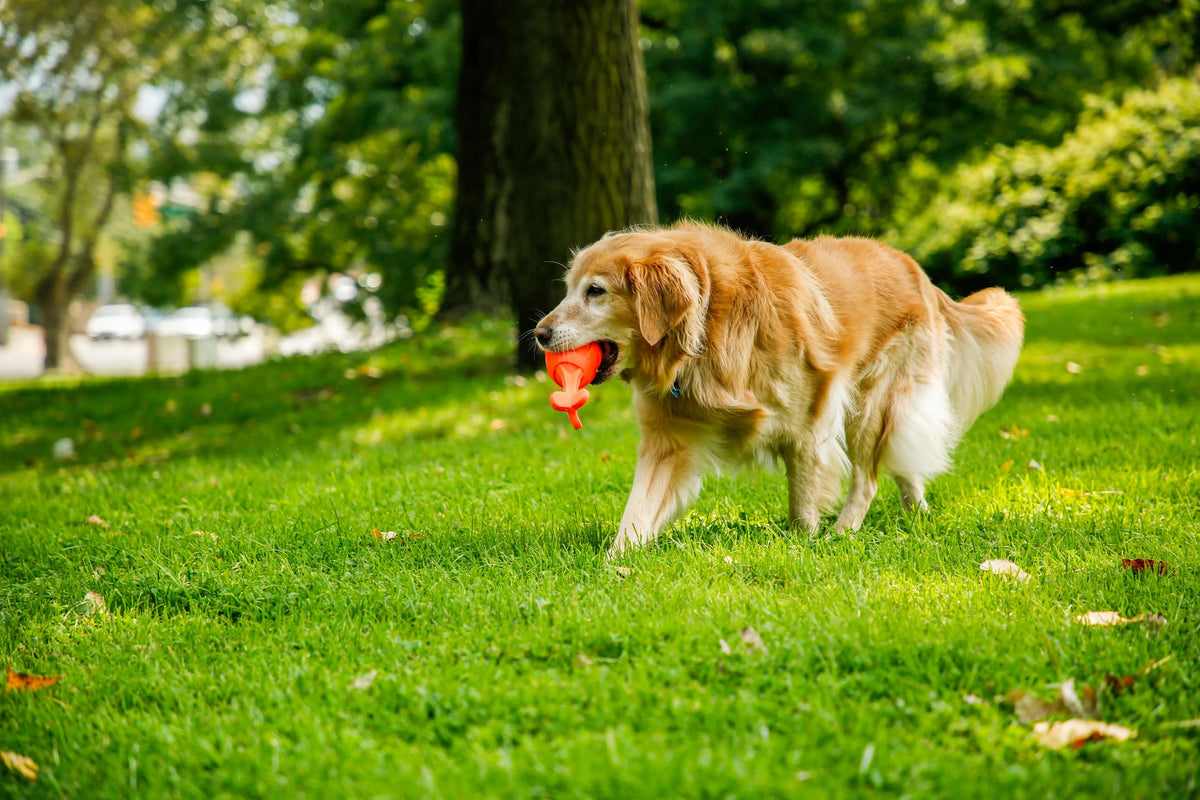 Dog Toy C267562