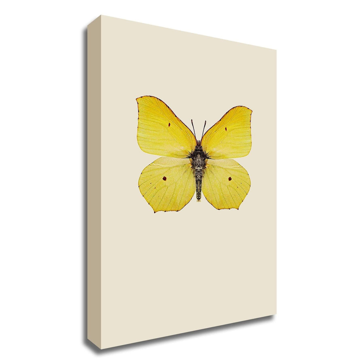 Print on Canvas D9926
