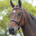Brown Shetland Bridle Y7836