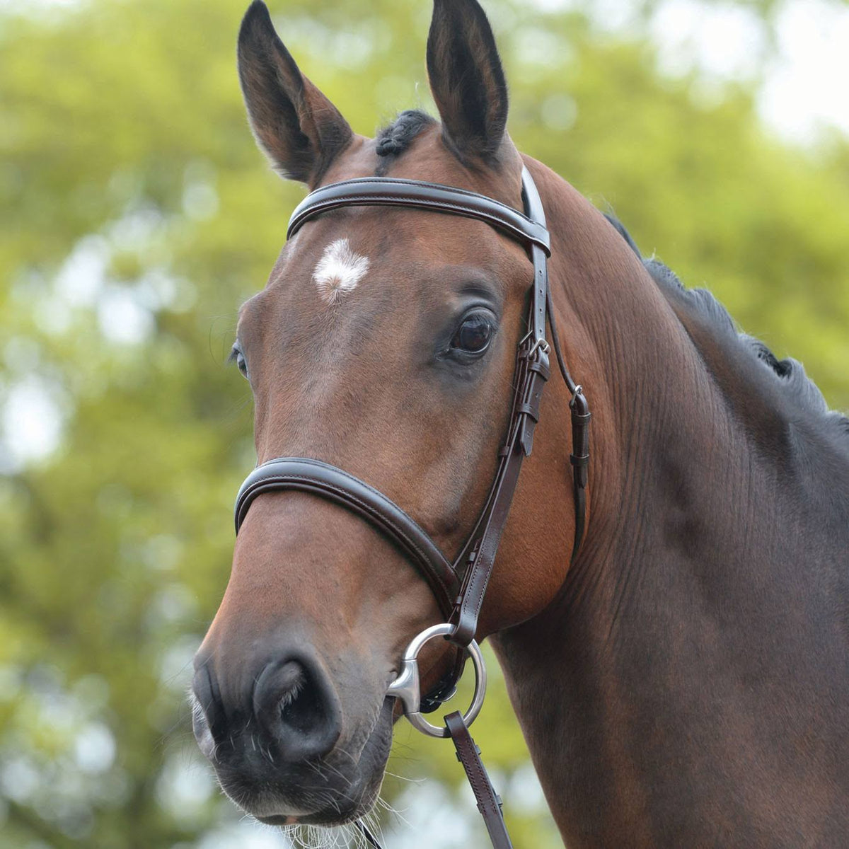 Brown Shetland Bridle Y7836